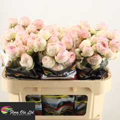 Rosa Spray Mansfield 70cm 5+