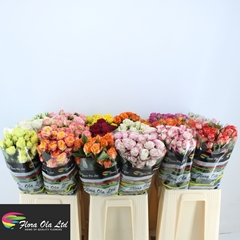 Rosa Spray Mix 60cm 5+