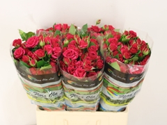 Rosa Spray Quincy 60cm 5+