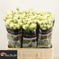 Rosa Spray Snowflake 60cm 5+