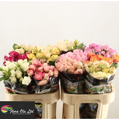 Rosa Spray Mix 70cm 5+
