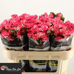 Rosa Spray Fireworks 70cm 5+