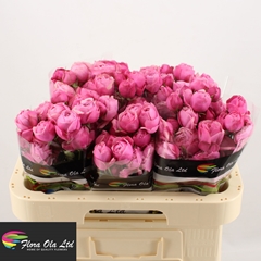 Rosa Spray Silva Pink+ 60cm 6+