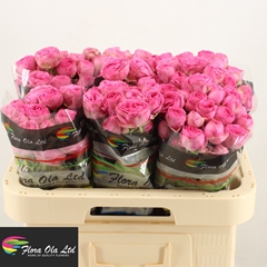 Rosa Spray Giselle! 60cm 6+