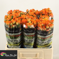 Rosa Spray Smashing 60cm 5+
