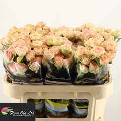 Rosa Spray Azore 70cm 5+