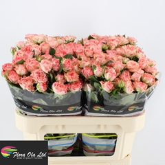 Rosa Spray Fairflow 70cm 5+