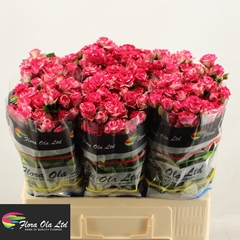 Rosa Spray Fireworks 60cm 5+