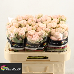 Rosa Spray Bombastic 60cm 6+
