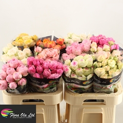 Rosa Spray Mix 60cm 6+
