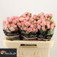 Rosa Spray Madam Bombastic 60cm 6+