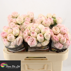 Rosa Spray Mansfield 60cm 6+