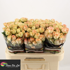 Rosa Spray Azore 60cm 6+