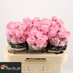 Rosa Spray Mansfield Pink Park 60cm 6+