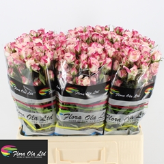 Rosa Spray Reflex 60cm 5+