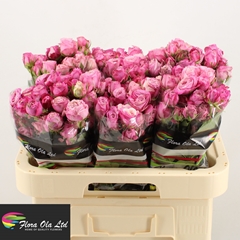 Rosa Spray Lady Bombastic 60cm 6+