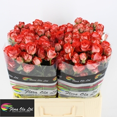 Rosa Spray Zadique 60cm 5+