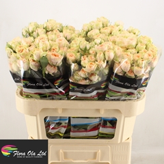 Rosa Spray Holly 70cm 5+