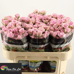 Rosa Spray Leila 70cm 5+