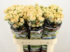 Rosa Spray Holly 80cm 5+
