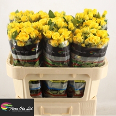 Rosa Spray Yellow Babe 70cm 5+