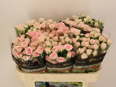 Rosa Spray Severina 70cm 5+