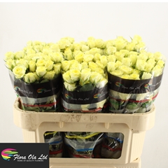 Rosa Spray Wedding Invite 70cm 5+