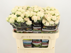 Rosa Spray Sweet Sofie 70cm 7+