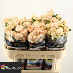 Rosa Spray Gentle Trendsetter 70cm 5+