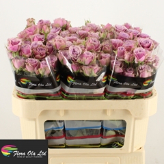 Rosa Spray Purple Sky 70cm 7+