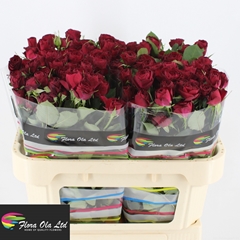 Rosa Spray Red Trendsetter 70cm 5+