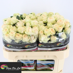 Rosa Spray Summerrose 70cm 5+