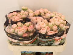 Rosa Spray Britney 70cm 5+