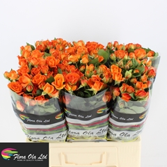 Rosa Spray Babe 60cm 5+