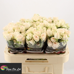 Rosa Spray Sweet Sofie 60cm 6+