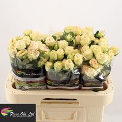 Rosa Spray Summerrose 60cm 5+