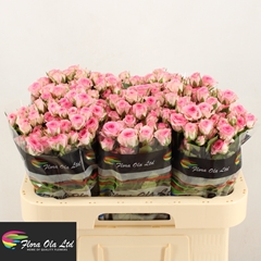 Rosa Spray Tralala 60cm 6+