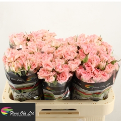 Rosa Spray Constellation 60cm 6+