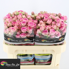 Rosa Spray Super Sensation 70cm 5+