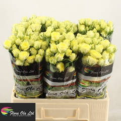 Rosa Spray Wedding Invite 60cm 5+