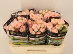Rosa Spray Britney 60cm 5+