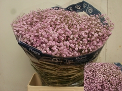 Gypsophila Paniculata My Pink 75cm 45gr.