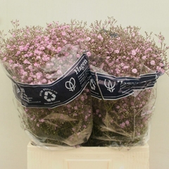 Gypsophila Paniculata My Pink 65cm 25gr.