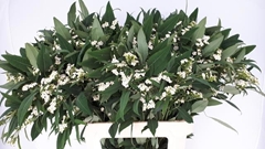 Euphorbia Fulgens Spray Quicksilver 70cm 5cm Hd