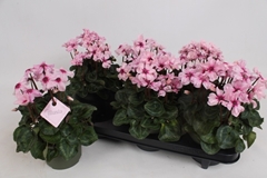 Cyclamen Persicum Illusia 13Ø 25cm