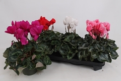 Cyclamen Super Serie Leopardo 13Ø 35cm