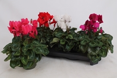 Cyclamen Super Serie Leopardo 13Ø 35cm