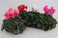 Cyclamen Super Serie Leopardo 13Ø 35cm