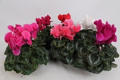 Cyclamen Super Serie Leopardo 13Ø 30cm