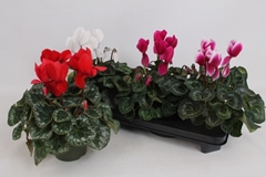Cyclamen Super Serie Leopardo 13Ø 30cm